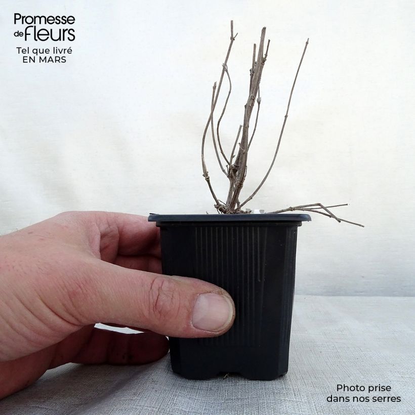 Spécimen de Agastache Kudos Ambrosia Godet de 9cm tel que livré au printemps