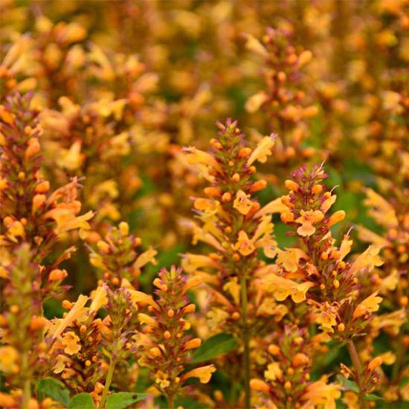 Agastache Kudos Gold (Floraison)