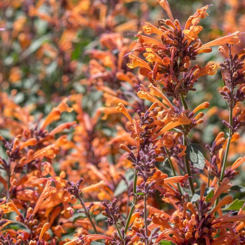 Agastache Kudos Mandarin (Floraison)