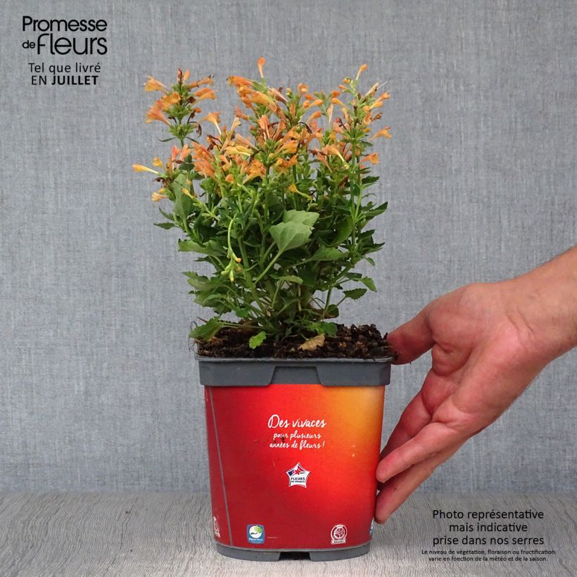 Spécimen de Agastache Kudos Mandarin Pot de 2L/3L tel que livré en été