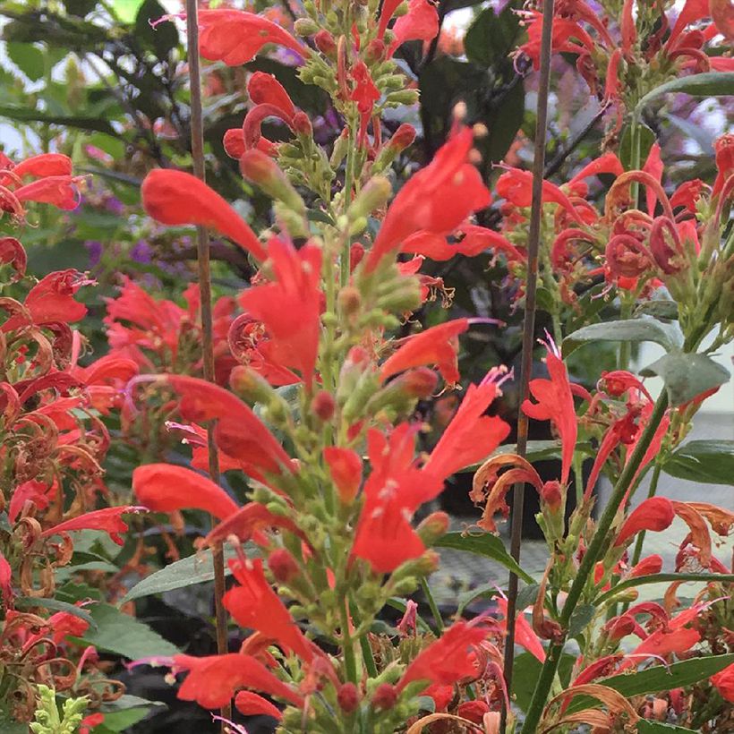 Agastache Kudos Red (Floraison)