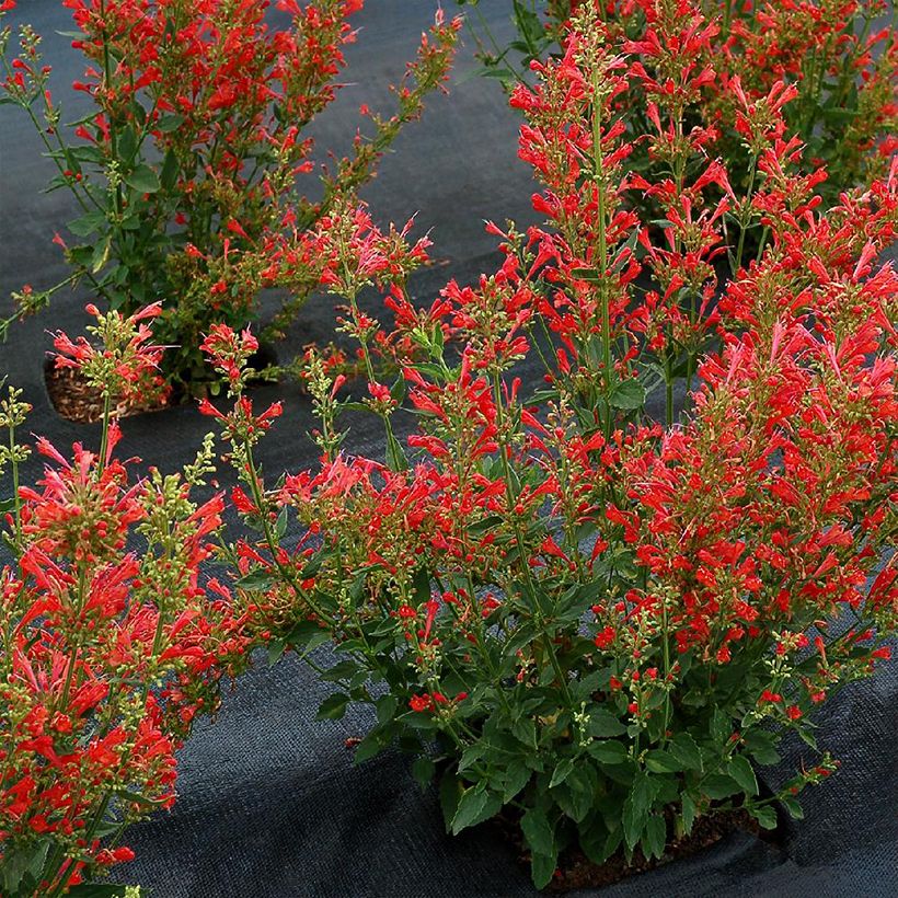 Agastache Kudos Red (Port)