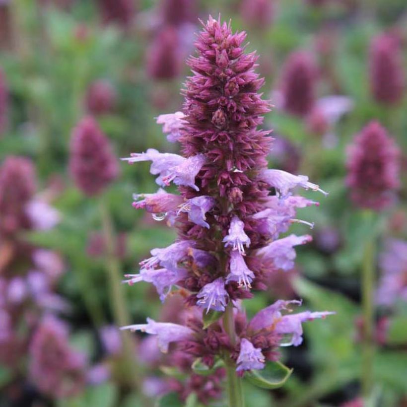 Agastache Kudos Silver Blue (Floraison)