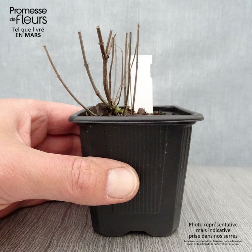Spécimen de Agastache Kudos Yellow godet de 8/9cm tel que livré au printemps