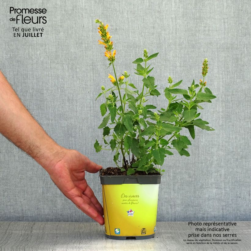 Spécimen de Agastache Poquito Butter Yellow Pot de 2L/3L tel que livré en été