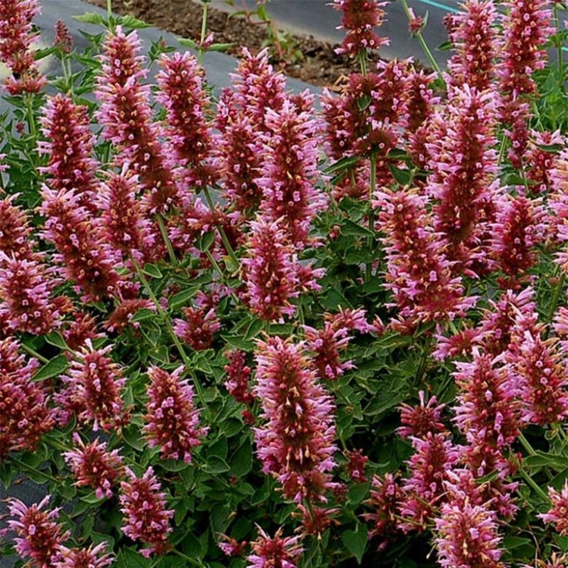 Agastache Poquito Lavender (Floraison)