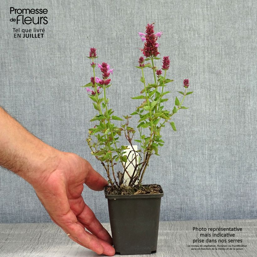 Spécimen de Agastache Poquito Lavender Godet de 8/9 cm tel que livré en été