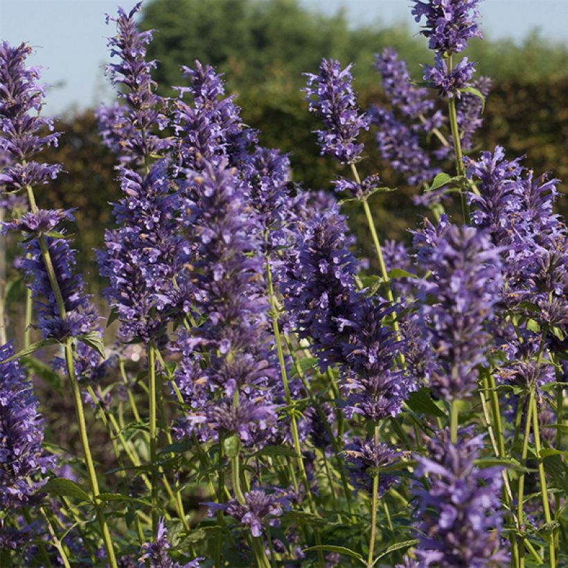 Agastache Serpentine - Agastache hybride (Floraison)