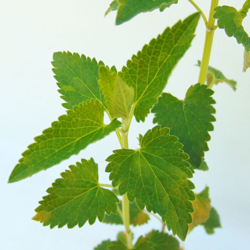 Agastache Serpentine - Agastache hybride (Feuillage)