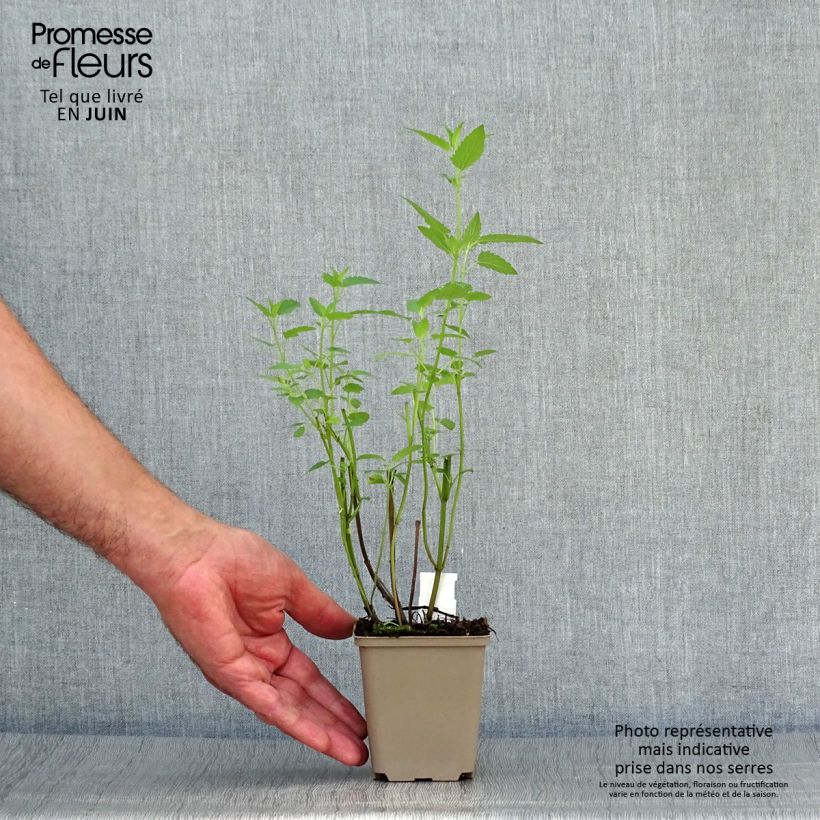 Spécimen de Agastache Serpentine - Agastache hybride Godet de 8/9 cm tel que livré en été