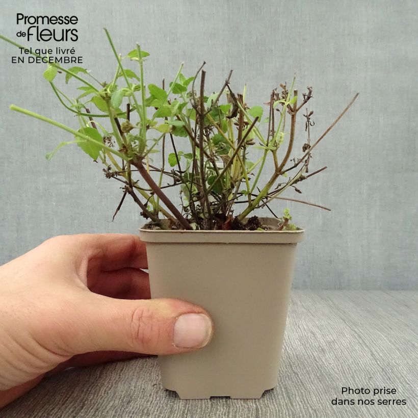 Spécimen de Agastache Serpentine - Agastache hybride tel que livré en hiver