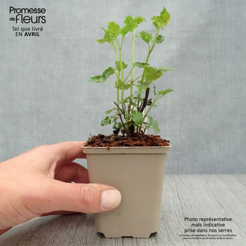 Spécimen de Agastache Serpentine - Agastache hybride Godet de 9cm tel que livré au printemps