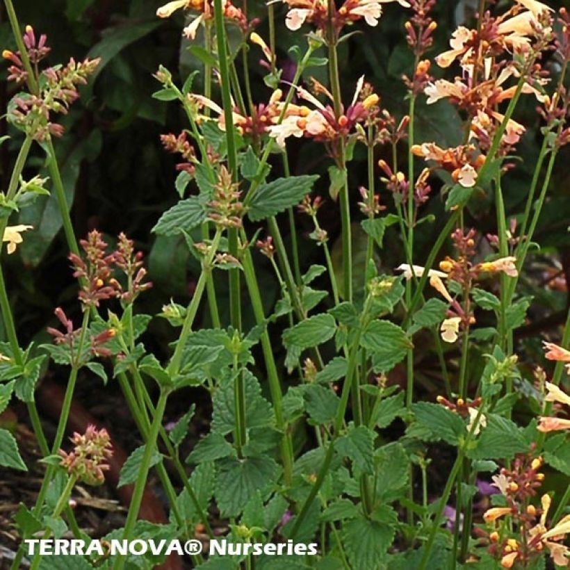 Agastache Summer Glow (Feuillage)