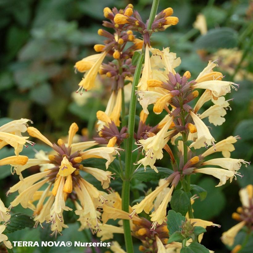 Agastache Summer Glow (Floraison)