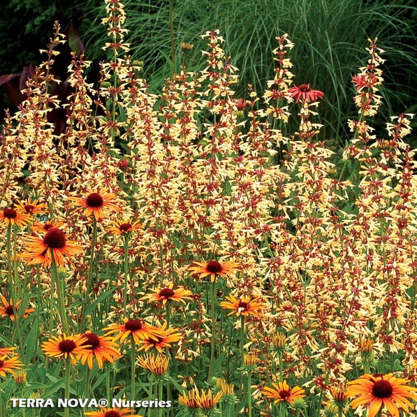 Agastache Summer Glow (Port)