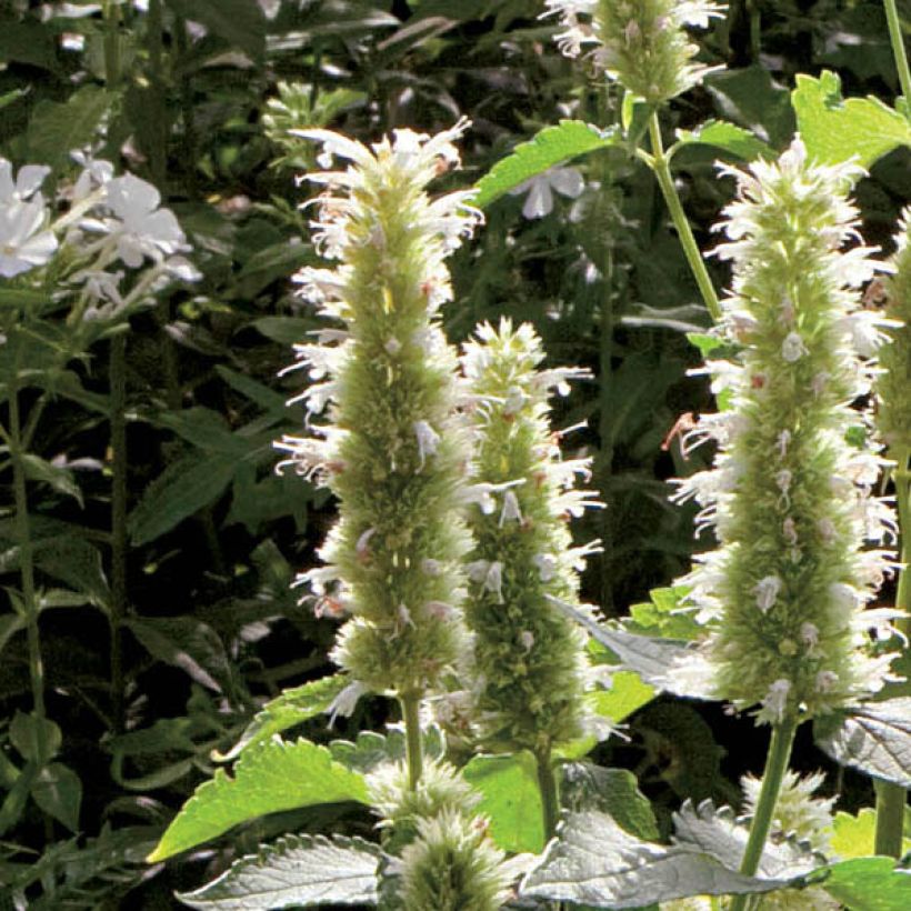 Agastache rugosa Alabaster (Floraison)