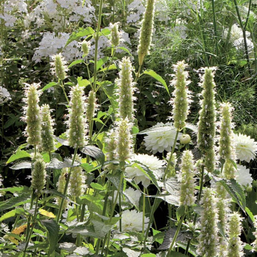 Agastache rugosa Alabaster (Port)