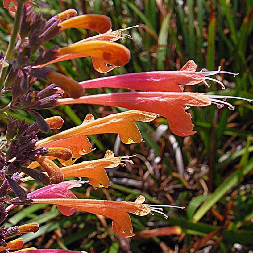 Agastache aurantiaca Tango - Agastache dorée (Floraison)