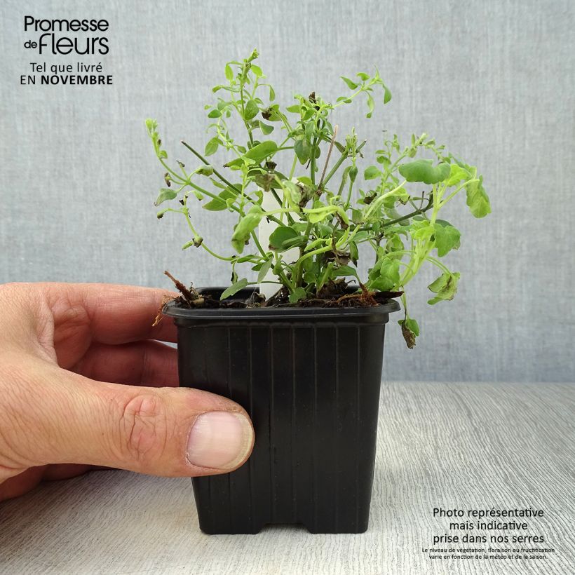 Spécimen de Agastache aurantiaca Tango - Agastache dorée Godet de 8/9 cm tel que livré en automne