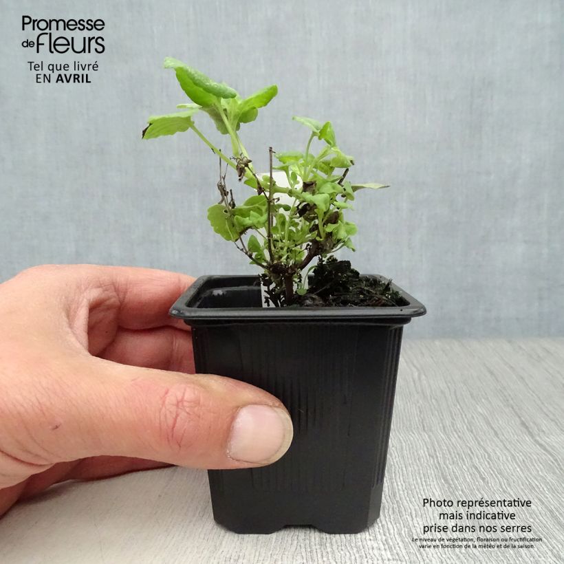 Spécimen de Agastache aurantiaca Tango - Agastache dorée Godet de 9cm tel que livré au printemps