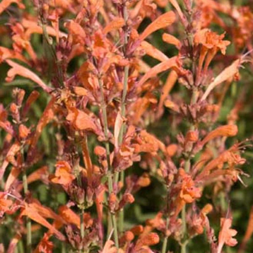 Agastache Barberi Firebird (Floraison)