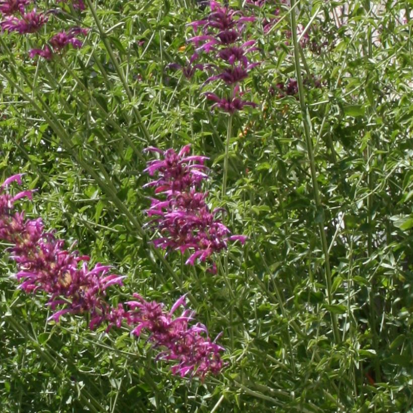 Agastache cana (Feuillage)