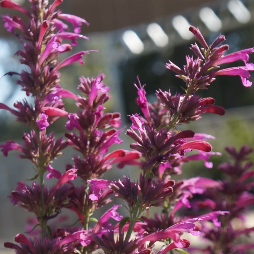 Agastache cana (Floraison)