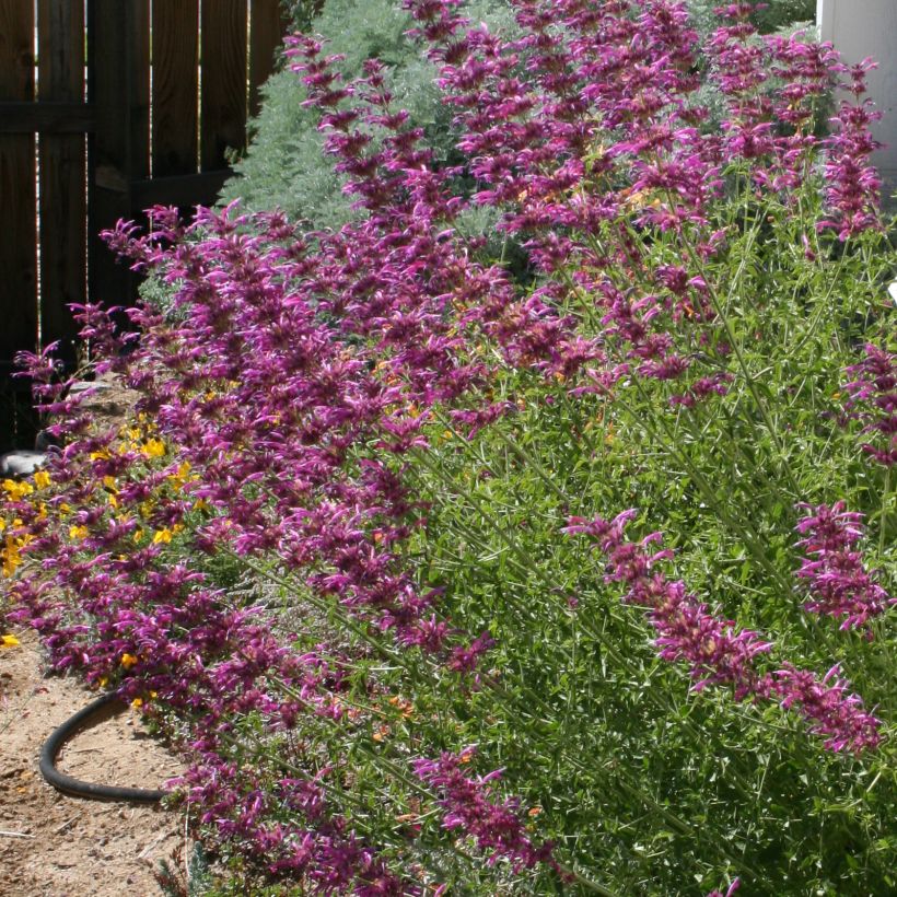 Agastache cana (Port)