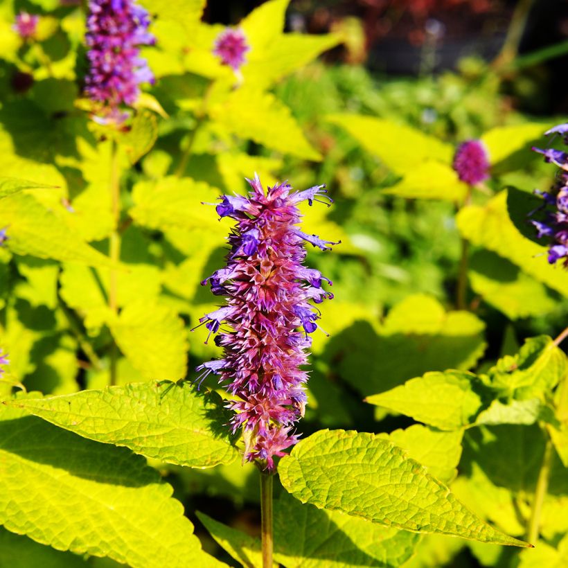 Agastache fenouil Golden Jubilee (Floraison)