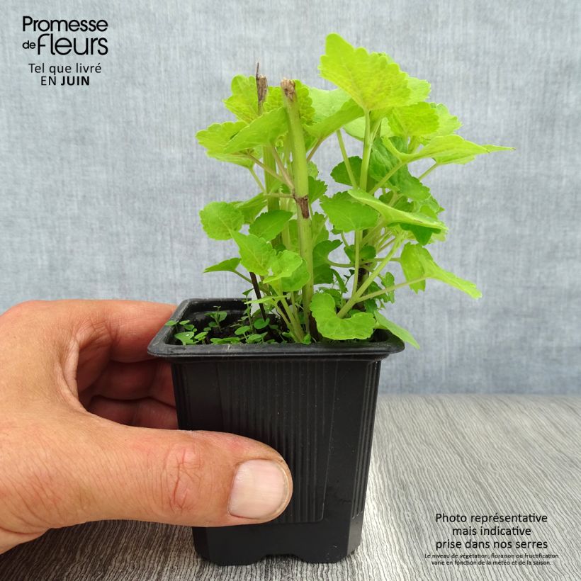 Spécimen de Agastache fenouil Golden Jubilee Godet de 7/8 cm tel que livré en été