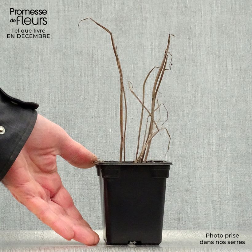 Spécimen de Agastache fenouil Golden Jubilee tel que livré en hiver