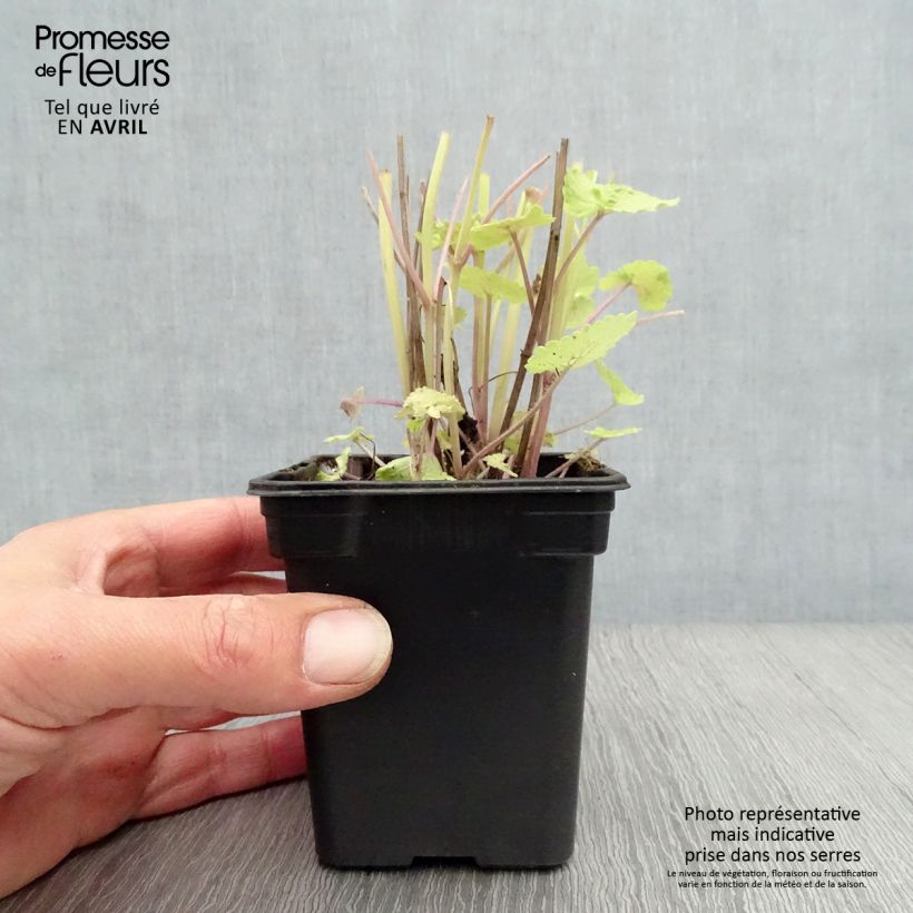 Spécimen de Agastache fenouil Golden Jubilee en godet de 9cm tel que livré au printemps