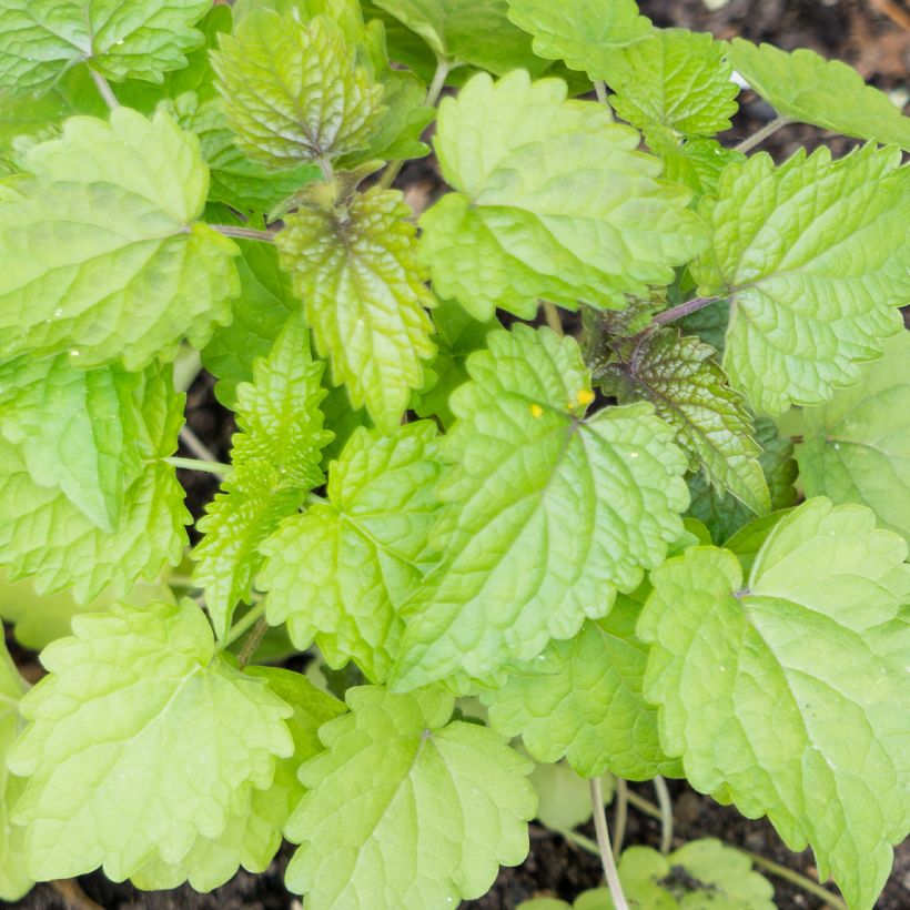 Agastache foeniculum (anisata) - Anis hysope (Feuillage)