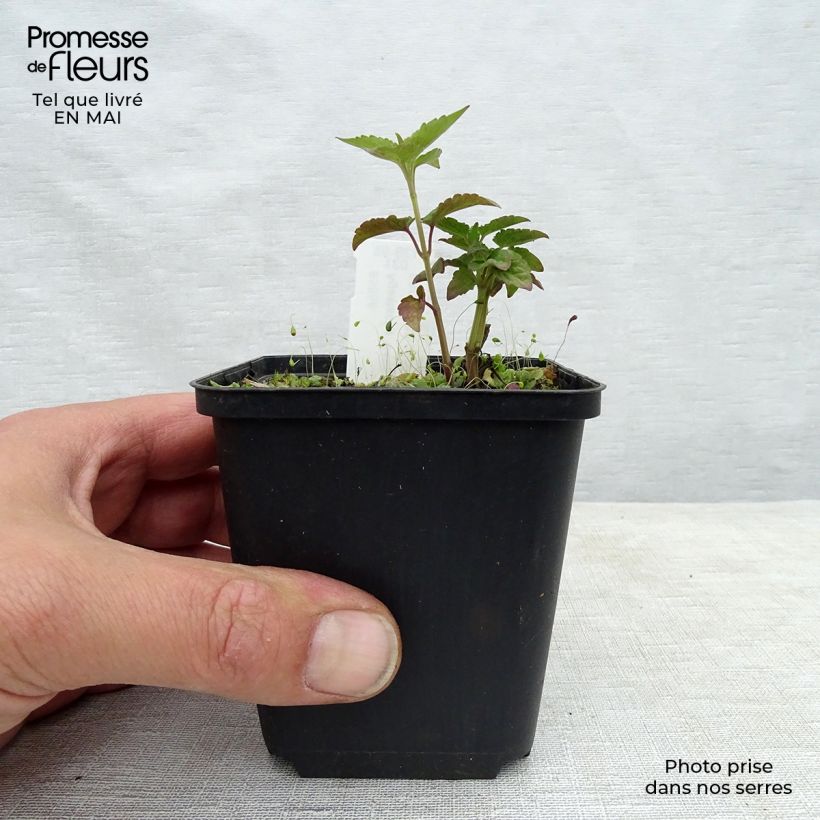 Spécimen de Agastache hybride Beelicious Purple  Godet de 9cm tel que livré au printemps
