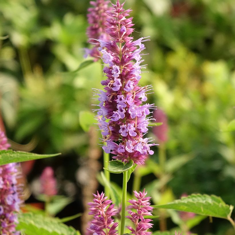 Agastache hybride Beelicious Purple (Floraison)