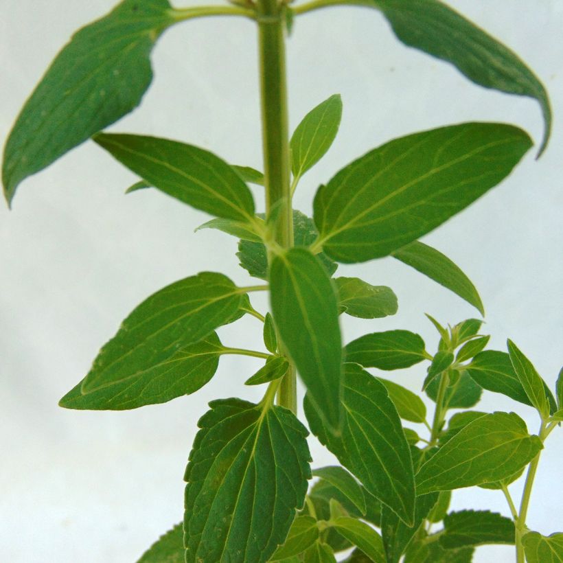 Agastache mexicana Red Fortune (Feuillage)