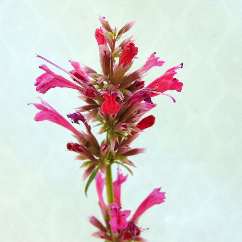 Agastache mexicana Red Fortune (Floraison)