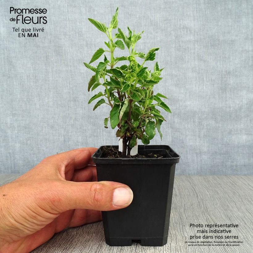 Spécimen de Agastache mexicana Red Fortune en godet de 9 cm tel que livré au printemps