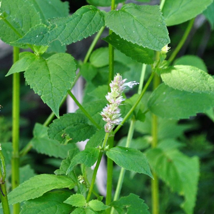 Agastache nepetoides (Feuillage)