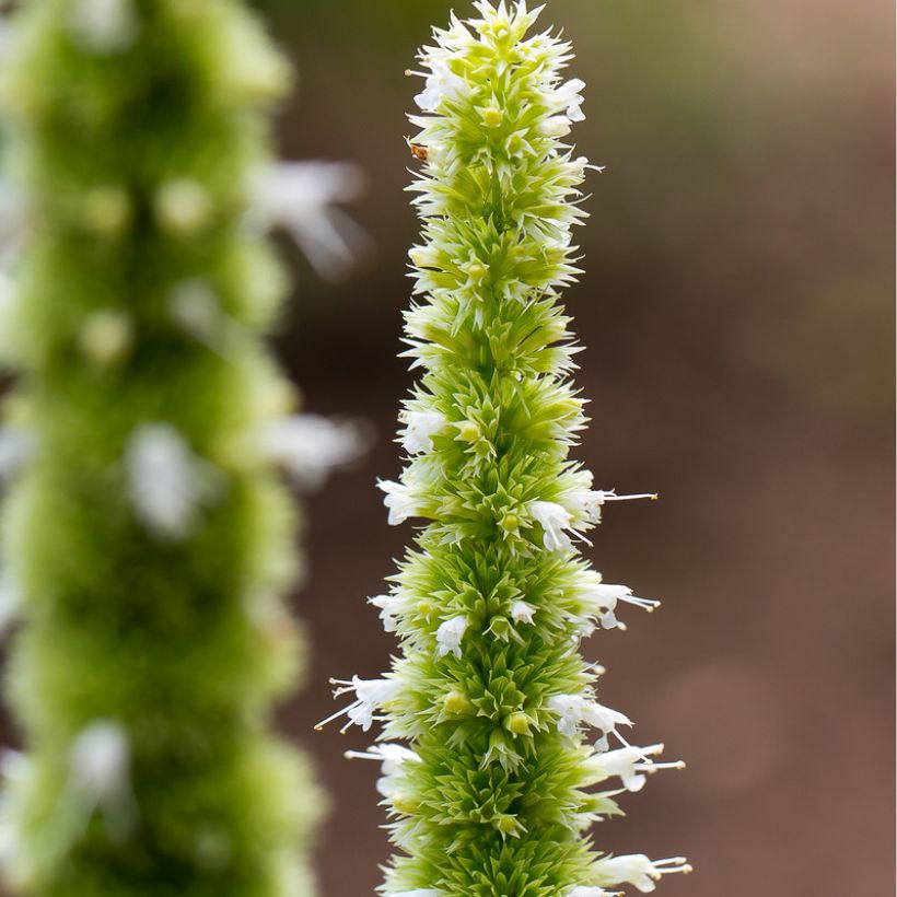 Agastache nepetoides (Floraison)