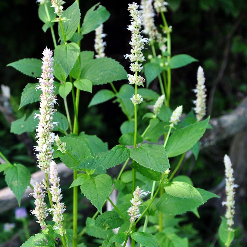 Agastache nepetoides (Port)