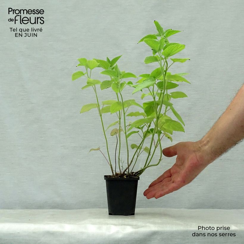 Spécimen de Agastache nepetoides Godet de 8/9 cm tel que livré en été