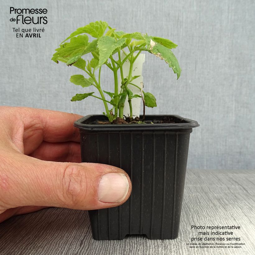 Spécimen de Agastache rugosa Alabaster Godet de 8 cm tel que livré au printemps