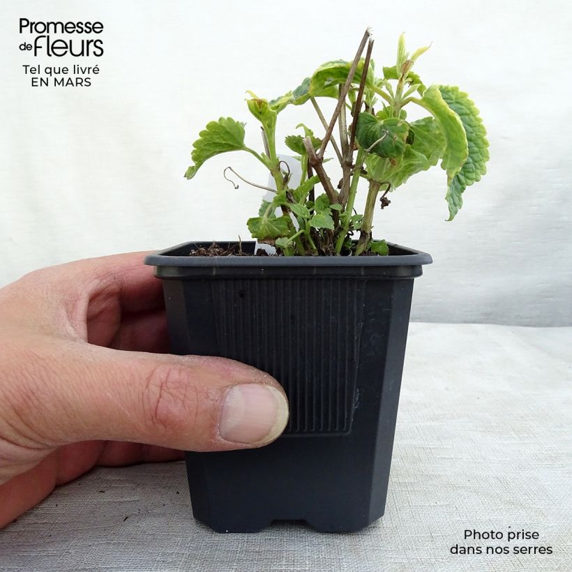 Spécimen de Agastache rugosa Alabaster tel que livré en hiver