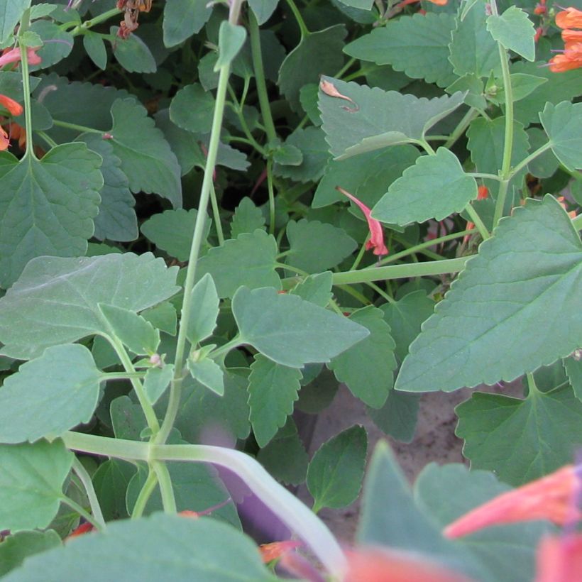 Agastache rupestris (Feuillage)