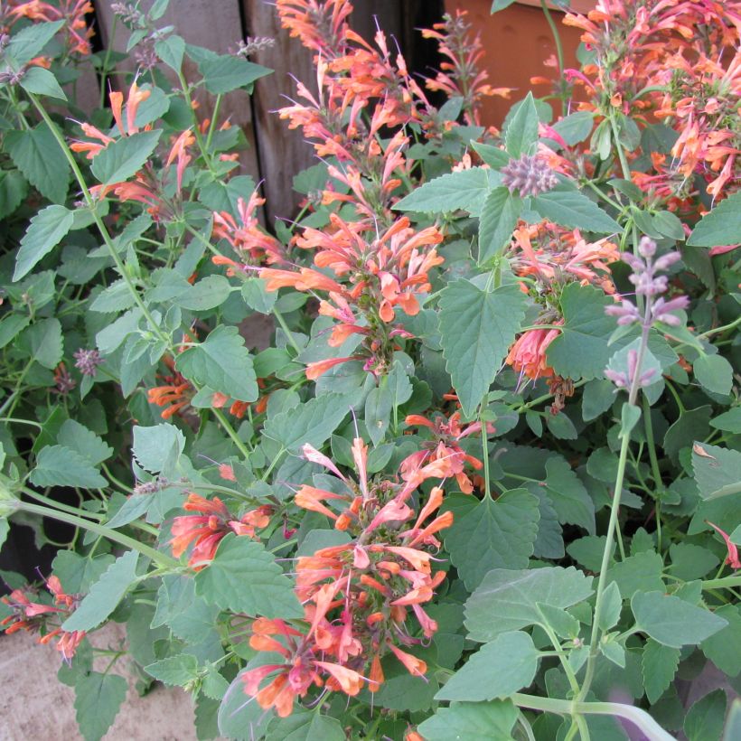 Agastache rupestris (Port)