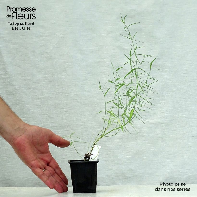 Spécimen de Agastache rupestris Godet de 8/9 cm tel que livré en été