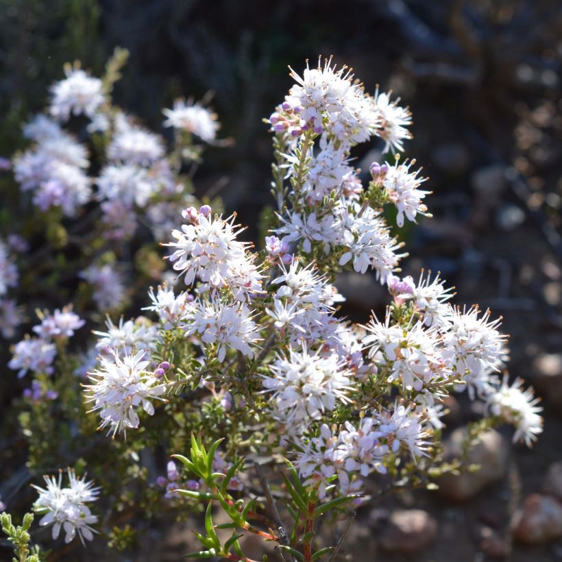 Agathosma capensis - Buchu du Cap (Floraison)