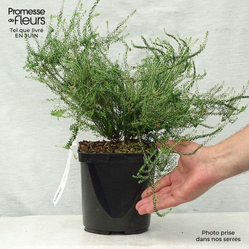 Spécimen de Agathosma capensis - Buchu du Cap Pot de 2L/3L tel que livré en été