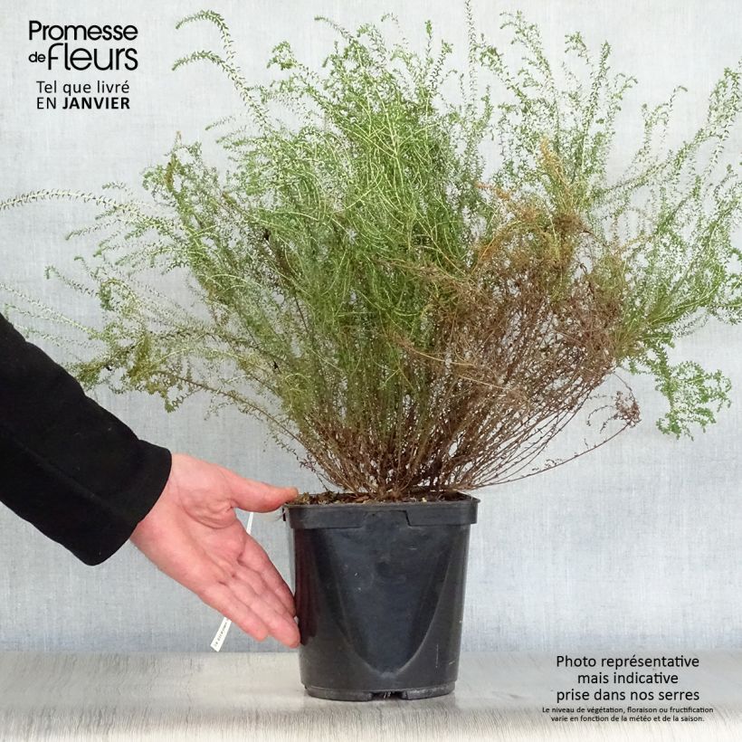 Spécimen de Agathosma capensis - Buchu du Cap tel que livré en hiver